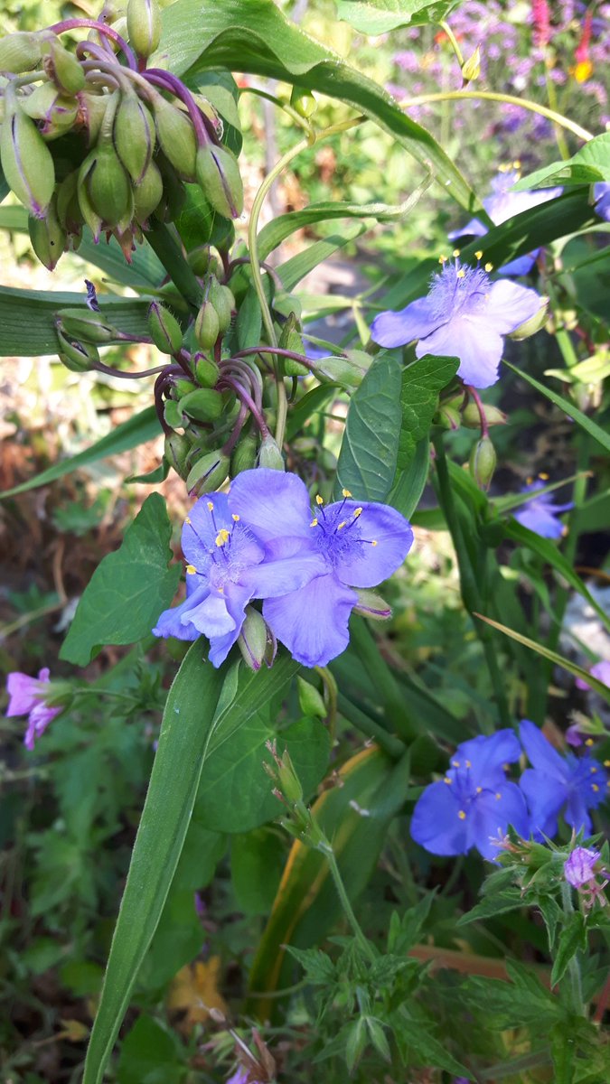 All4wan's tweet photo. #Volgdenatuur  tot in de tuin...  @volgdenatuur https://t.co/S3LQvZl6Wl
