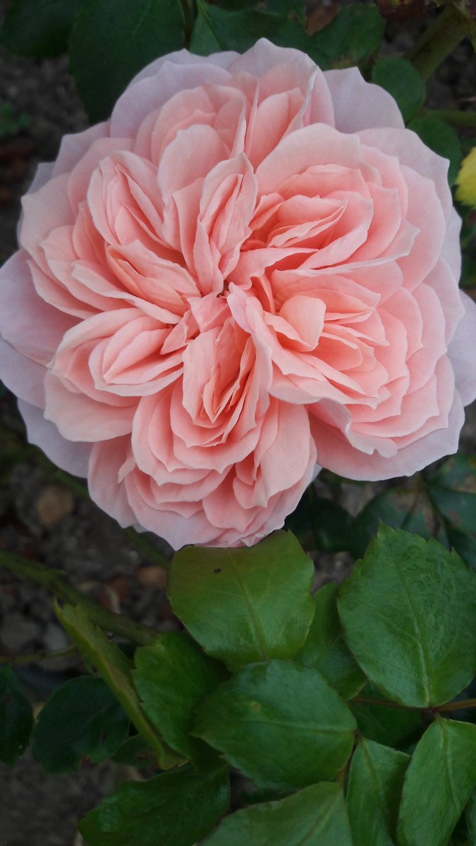 BumblebeeFarm_'s tweet photo. Delicious #edibleroses feast for the eyes delight for the taste buds &amp; combined with unrivaled old world scent https://t.co/k5pG3aLMJA