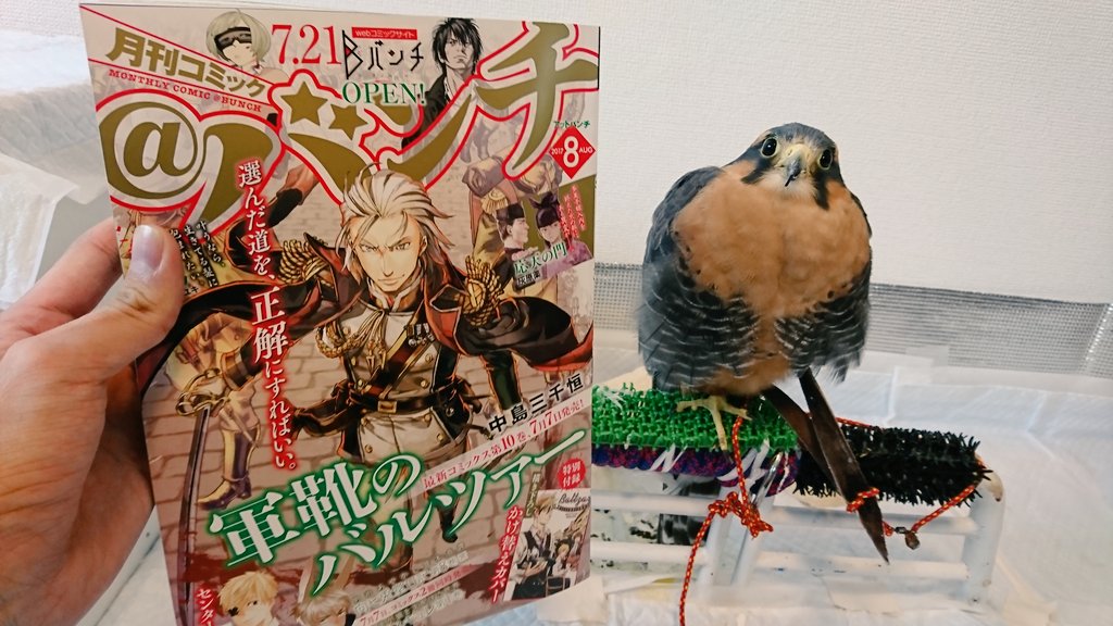 @バンチ8月号本日発売です!【踊る!狂気のJKカーリーちゃん】第四話「熱血教師大爆発!」掲載してます。
今回はカーリーちゃんのせいで乱れだした風紀を熱血教師が正そうと皆にピラミッド(組体操)させたりした結果どうにかなっちゃう回です。 