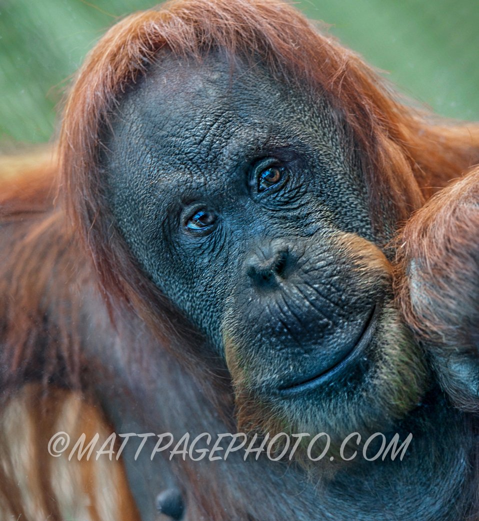 mattpagepics's tweet photo. Sumatran Orangutan. Shot with a Nikon D800 + nikon 70-200 #VRII lens.
#visitsumatra #sumatrawildlife #orangutan #sumatra #nikonD800 https://t.co/PoAkJFc3sa