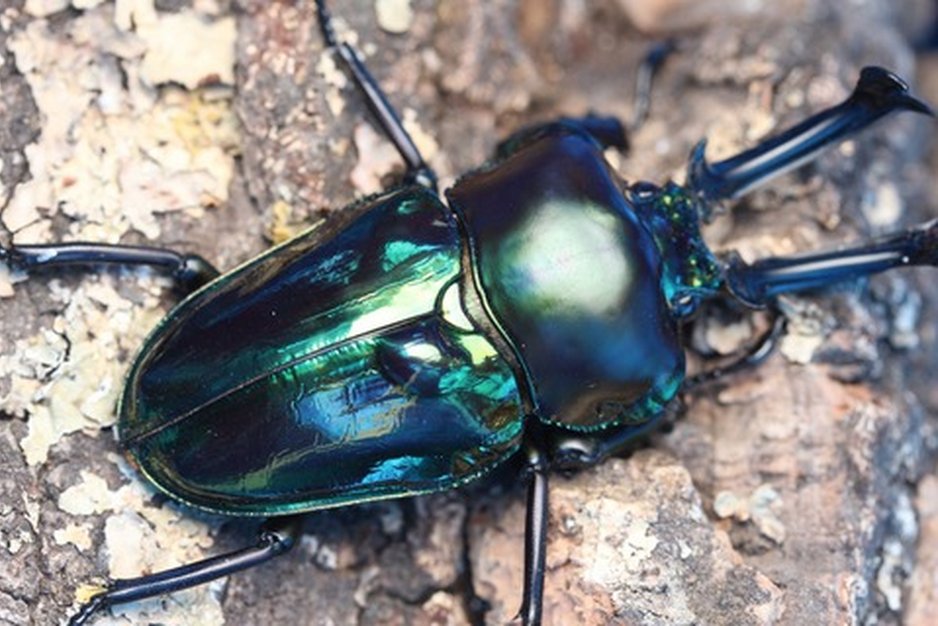 ニジイロクワガタ】 世界一美しいと言われるクワガタ。 オーストラリア