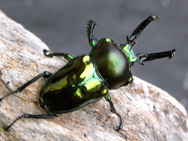 ニジイロクワガタ】 世界一美しいと言われるクワガタ。 オーストラリア