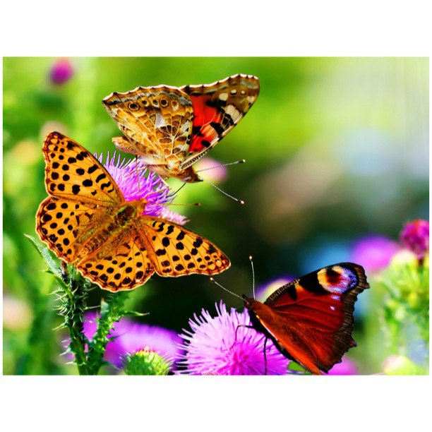 Rusty_Shannon1's tweet photo. #F4F #amazingearth #pretty #photooftheday #instafollow #followback #light #FF #L4L #beautiful #beauty https://t.co/SdcFl0hqxv