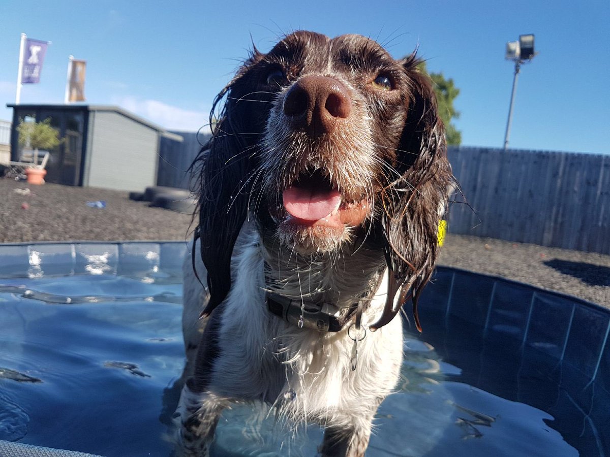 lolasplacewoof's tweet photo. Where did those blue skies go 🙁 #rainrainrain #SummerSolstice #heatwave #dogsoftwitter #june https://t.co/wZpK8xi7Mr
