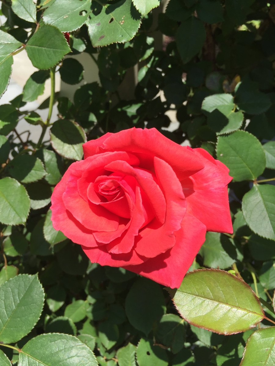 da_dunlevy's tweet photo. In honor of #NationalSelfieDay, this rose took a beautiful Before Work Selfie this morning. Girl has style. https://t.co/o4YGoVJcwY