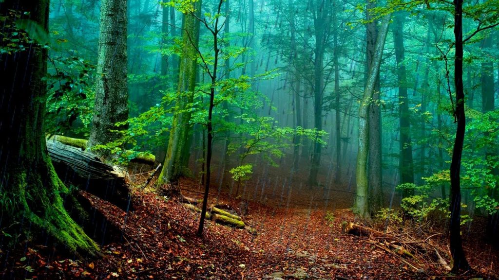 EmpireOfRelax's tweet photo. https://t.co/f47KeaibZQ --> #Rain IN THE #Forest | White Noise For Relaxation, ... #ForestRain #FORESTRAINSOUNDS #FrogsNoiseComingFromFrogs https://t.co/v6kw7ANsOl
