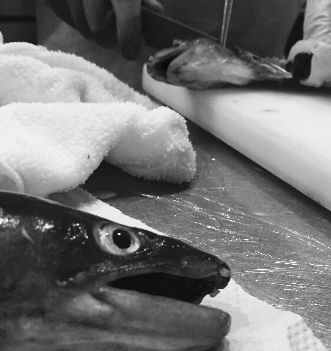 錦織 宏尚 French Monstar 徳島県 折野港 大西さんの穴子はじめます 穴子も梅雨穴子と呼ばれるくらい この時期 のものが１番おいしいです あなごの旬は6 8月 穴子は高タンパクでビタミンaも他の魚とくらべて１００倍近く フレンチモンスター季節に逆ら