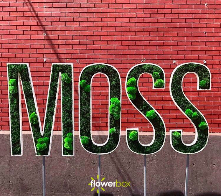 FlowerboxTR's tweet photo. Moss Moss Moss! 🌱
Bakım ihtiyacı olmayan, %100 doğal yosunlar Flowerbox'da! 🍃https://t.co/L9QQjvhp7s  
.
.
.
.
#gogreen #design #interior https://t.co/X9SLNYBXcB