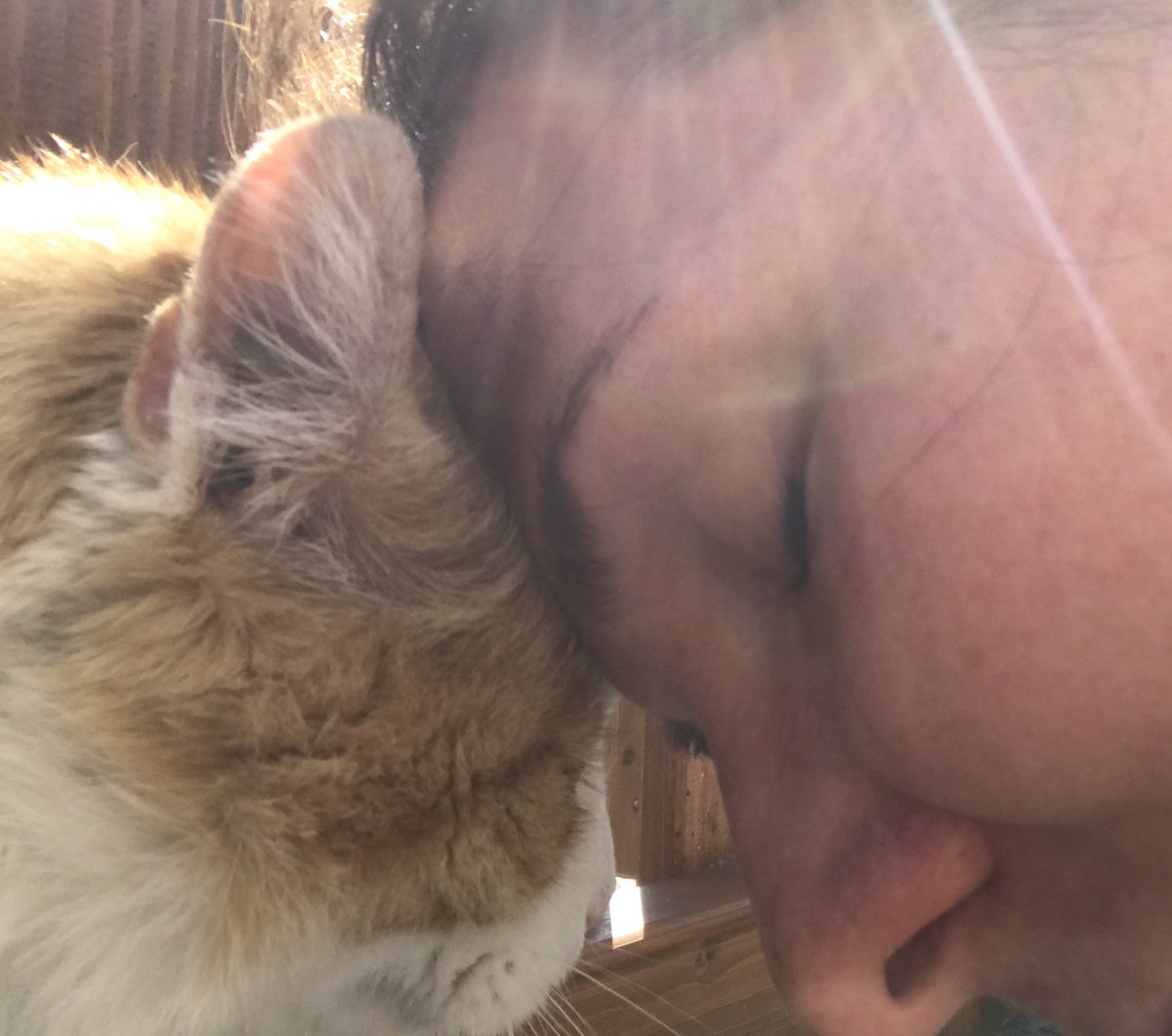 _without_words_'s tweet photo. #tierkommunikation #tiergespraeche #mittierenreden #tiertelepathie #tiereverstehen #katze #gedanken #sprueche #ichliebetiere https://t.co/53PXU2bNpK