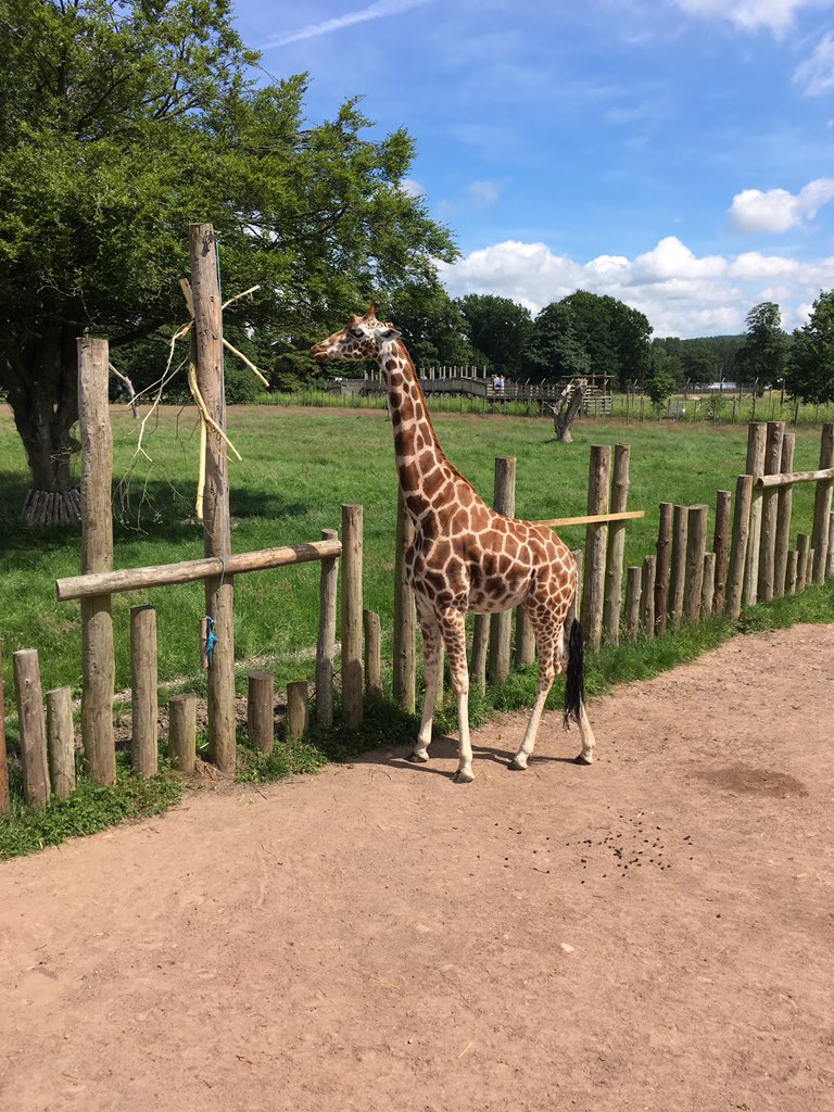 mcdonnell_mrs's tweet photo. Love love love the giraffes @YokerPrimary https://t.co/zIj6tykJtC