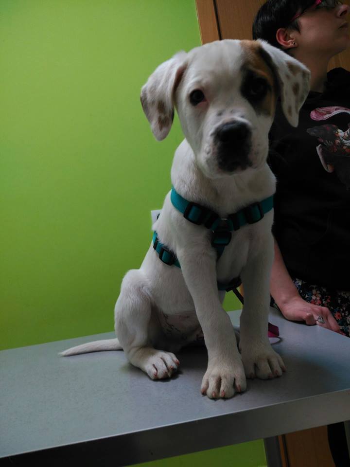 hakunamatatafa1's tweet photo. Logan fue rescatado desnutrido, Una buena alimentacion y solucionado, Necesita #Adopcion #Urgente o #Acogida. https://t.co/3O6hxMS8SP https://t.co/xNVhF92yhm