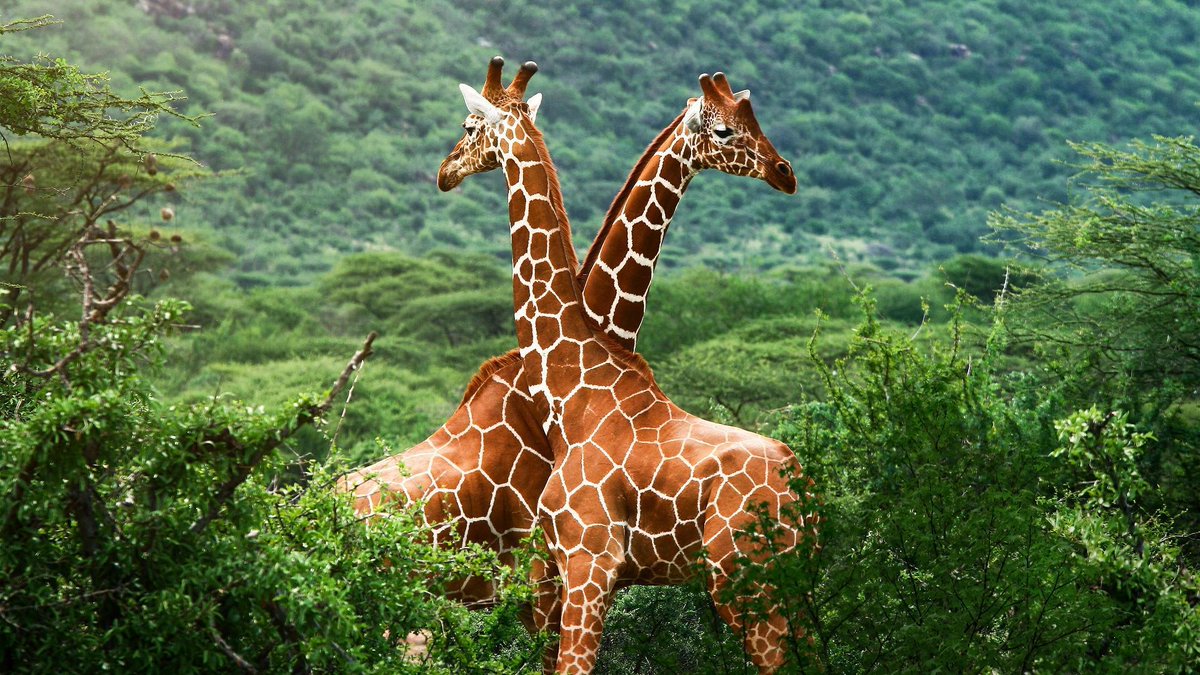 It's #WorldGiraffeDay! #Giraffe population drops by nearly 40% in last 30 yrs! Let's save them from extinction. Add your voice! #GiraffeDay