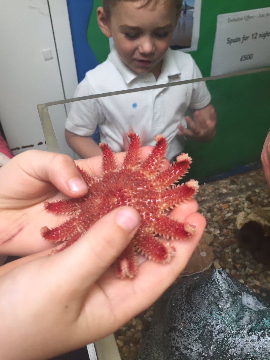 OnoFnlomce_net's tweet photo. Awe and wonder with our rock pool visitors @Fs1Linden Thank you @AqualeaseUK #excitinglearning #lindenloveslearning https://t.co/IgXpfmtZr5
