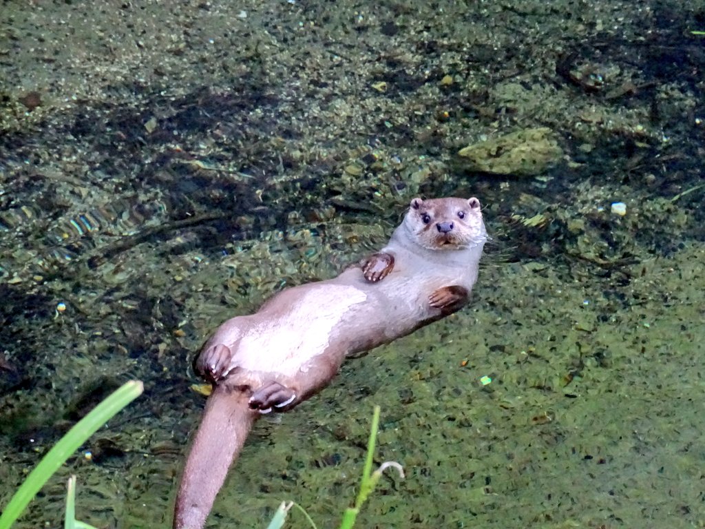 Les fortes chaleurs s'installent à <a href="/Paris/">Paris</a> et nos pensionnaires rivalisent d'ingéniosité pour combattre cette #canicule2017 !