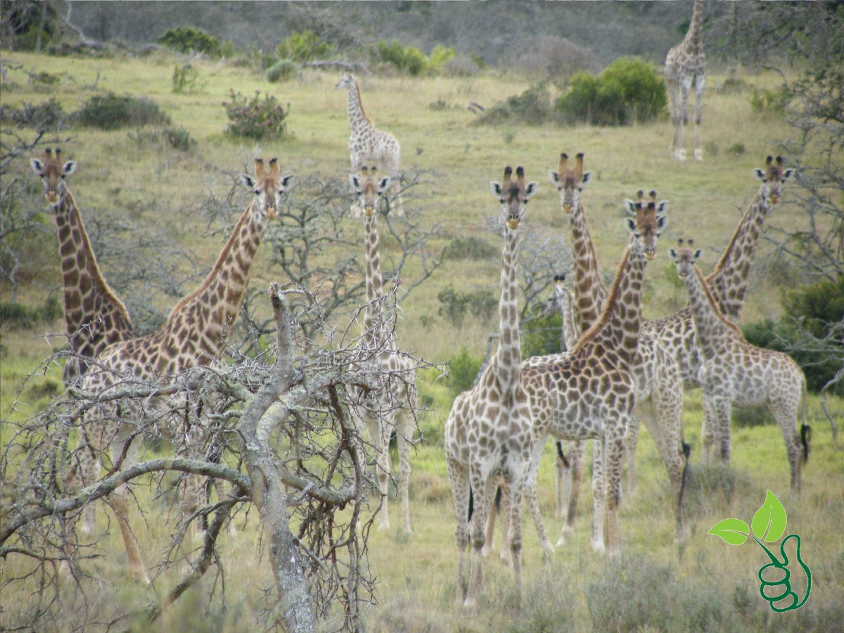 TraceandSave's tweet photo. Contrary to popular belief, Giraffes are not mute.They can make several vocal sounds that resemble a cow #GiraffeFacts #WorldGiraffeDay https://t.co/y2hdlIVZij