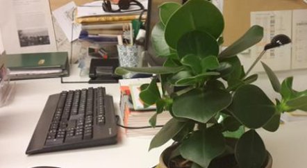 MitOst e.V. tweet media