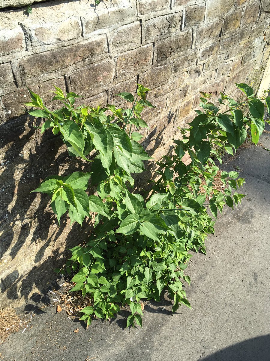 eco_landmanager's tweet photo. @HeathHome Himalayan Honeysuckle growing out of the street in Bristol this morning Can't see the parent plant nearby #ProperWild #30DaysWild https://t.co/QzbTR4pjmV
