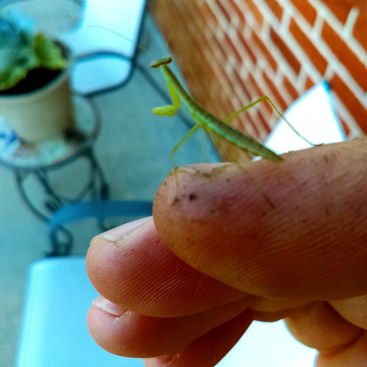 ShoutPhotos's tweet photo. Pulling some weeds from front garden this morning, an came across this little baby preying mantis #gardenprotector https://t.co/Mr1UZbSRio