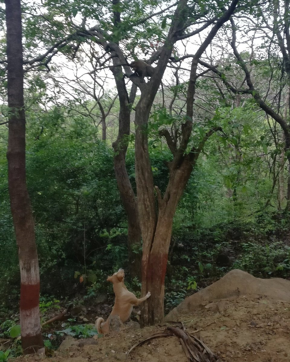 Street Dogs Of India tweet media