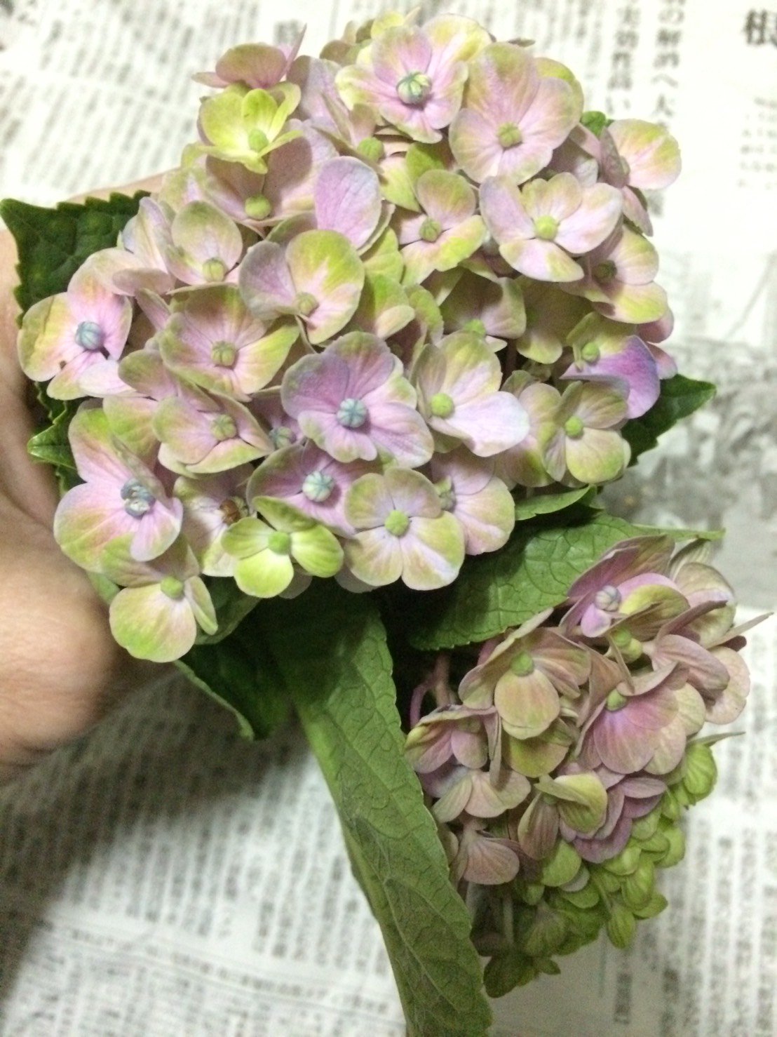 ｃｉｅｌ ａｌｅｎｃｏｎ シエル Al Twitter また紫陽花の枝貰えたのでずっと水揚げしてたけど やっとルートンで挿し木 出来た ハイドランジア 園芸種 はマジガルレボリューションとシュガーホワイト 山紫陽花は紅とアナベル お世話頑張るから根っこ生えてね