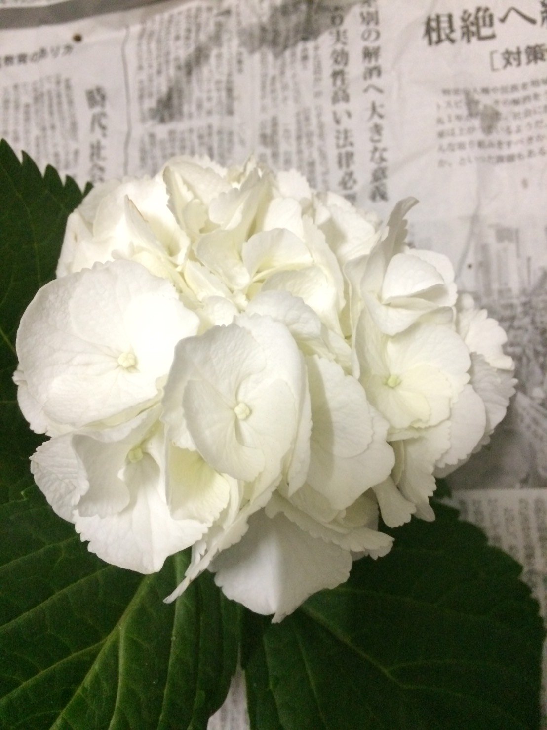 ｃｉｅｌ ａｌｅｎｃｏｎ シエル Al Twitter また紫陽花の枝貰えたのでずっと水揚げしてたけど やっとルートンで挿し木 出来た ハイドランジア 園芸種 はマジガルレボリューションとシュガーホワイト 山紫陽花は紅とアナベル お世話頑張るから根っこ生えてね