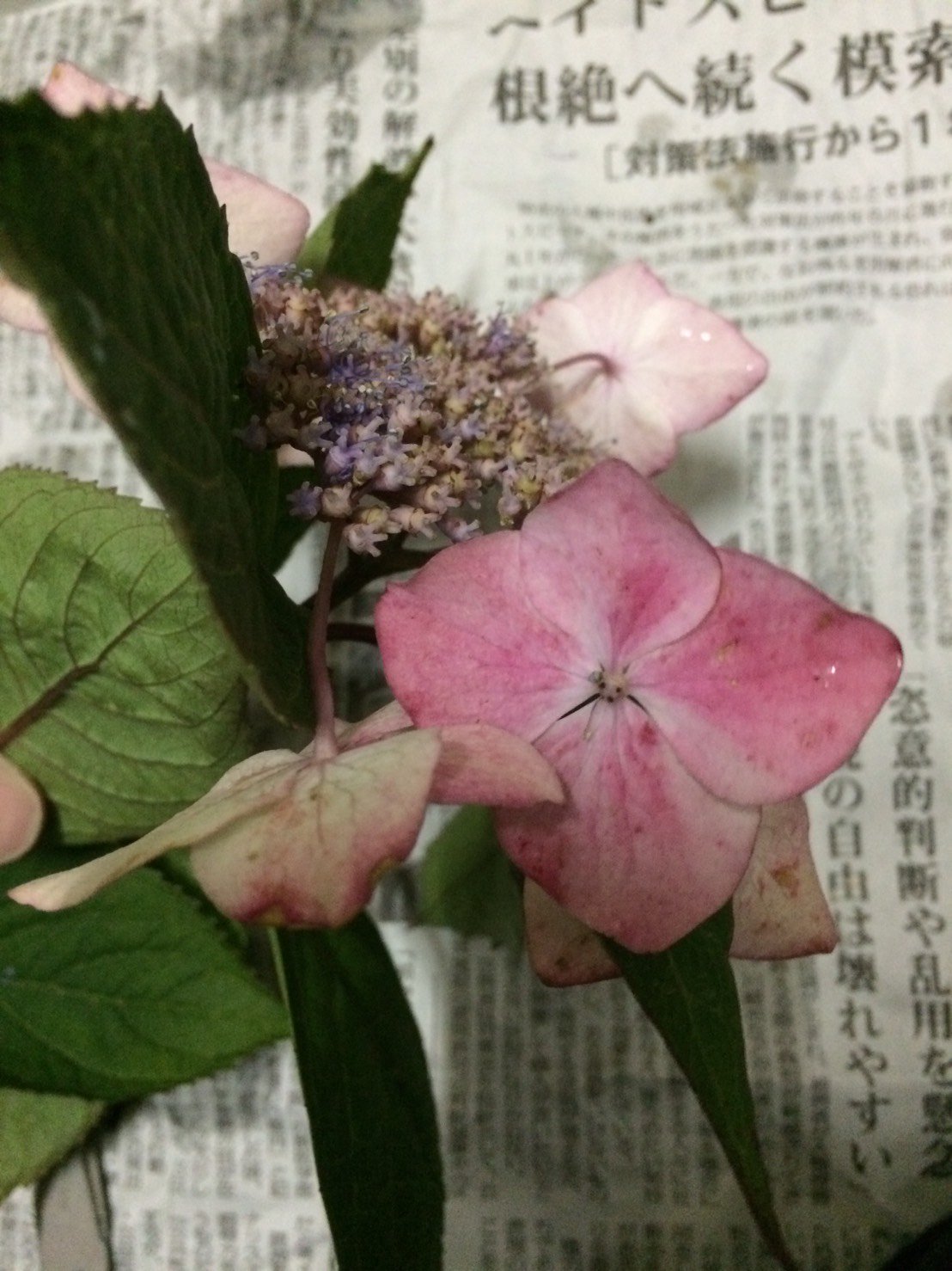 ｃｉｅｌ ａｌｅｎｃｏｎ シエル Al Twitter また紫陽花の枝貰えたのでずっと水揚げしてたけど やっとルートンで挿し木 出来た ハイドランジア 園芸種 はマジガルレボリューションとシュガーホワイト 山紫陽花は紅とアナベル お世話頑張るから根っこ生えてね