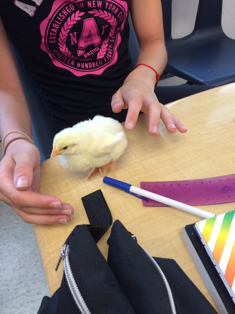 MsMalach's tweet photo. Special guest visitor from kindergarten today. 🐣 @afpsyr https://t.co/96EACGfMwM