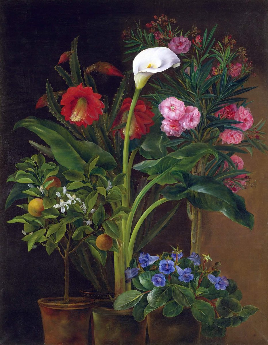 TheNewPainting's tweet photo. 🎨 Orange Tree, Streptocarpus, Oleander, A Calla Lily and Cactus Flowers, ca. 1840
Louise Garlieb (19th century Danish 👨🎨)
#art #NotedArte https://t.co/SUU9Rz9zPl