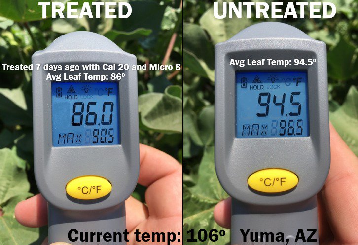 ConceptAgriTek's tweet photo. A clear difference when you use #Cal20 and #Micro8 vs. when you don't! Numbers don't lie! Products don't lie. #ConceptAg https://t.co/VYGvXwbwNH
