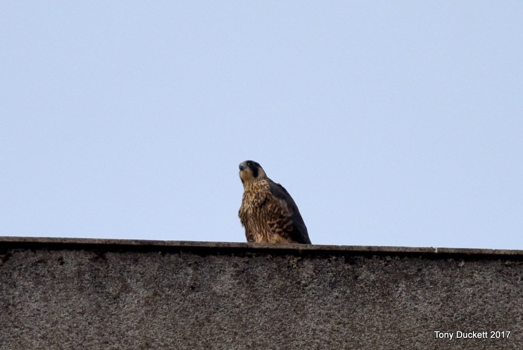 parkbirdslondon's tweet photo. Here's today's #drivebyshots of the #Kingstoncollege juvenile #peregrines. The sun was slow to appear.
#LdnPeregrines #londonbirds #falcons https://t.co/hqE5O7sP6t