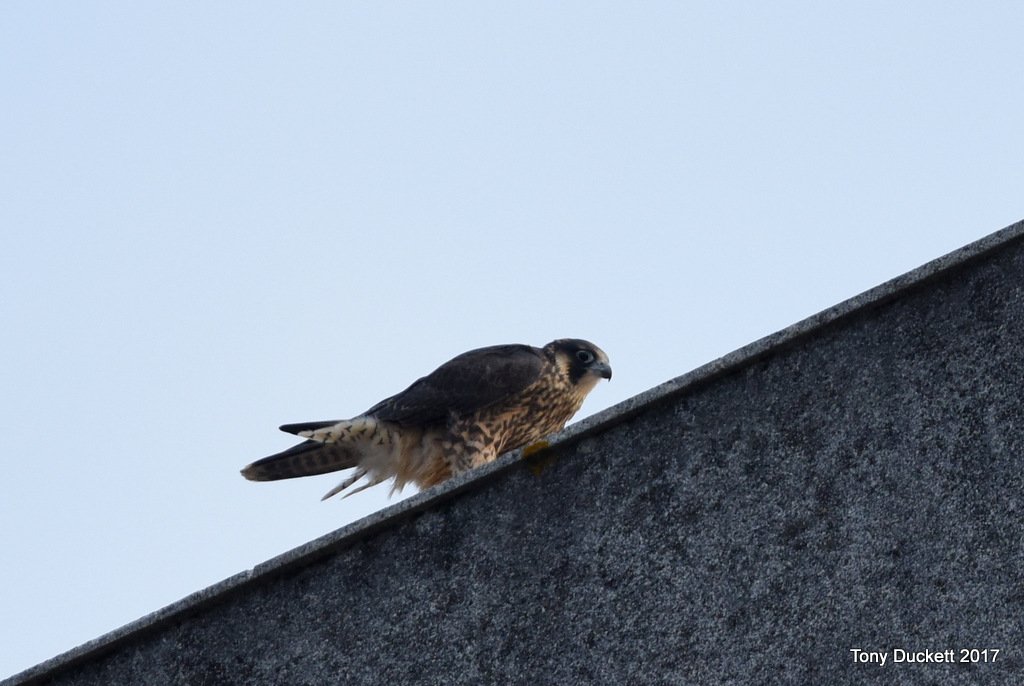 parkbirdslondon's tweet photo. Here's today's #drivebyshots of the #Kingstoncollege juvenile #peregrines. The sun was slow to appear.
#LdnPeregrines #londonbirds #falcons https://t.co/hqE5O7sP6t