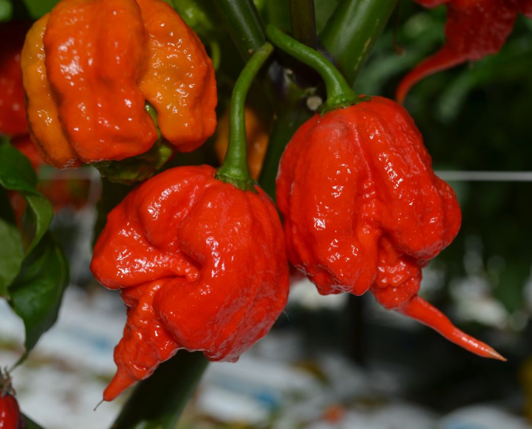MikeBaess's tweet photo. The hottest week of the year just got even hotter - thanks to a bumper crop of UK grown #CarolinaReaper chillis - https://t.co/V1OSBqRRmu https://t.co/MkS3bW9dnP
