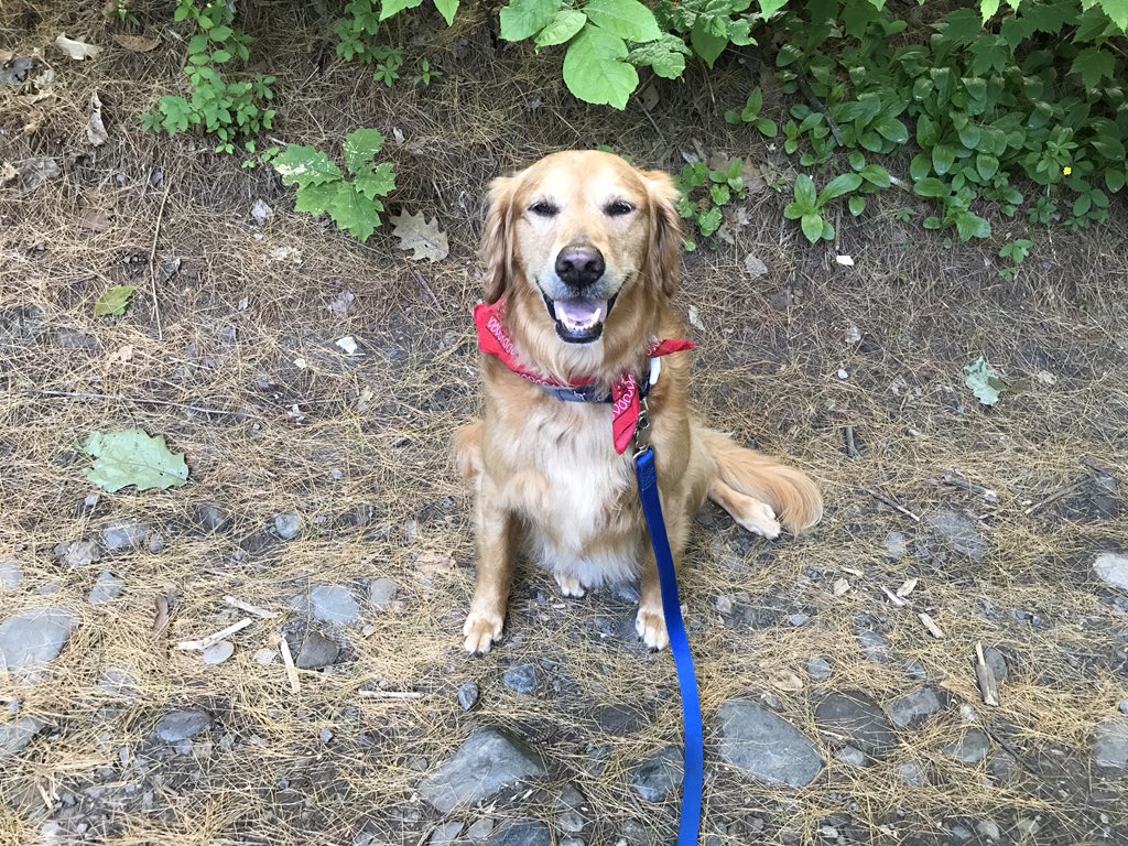 HeyMissHeather's tweet photo. He's such a lovely boy https://t.co/tjnAKUpJgz