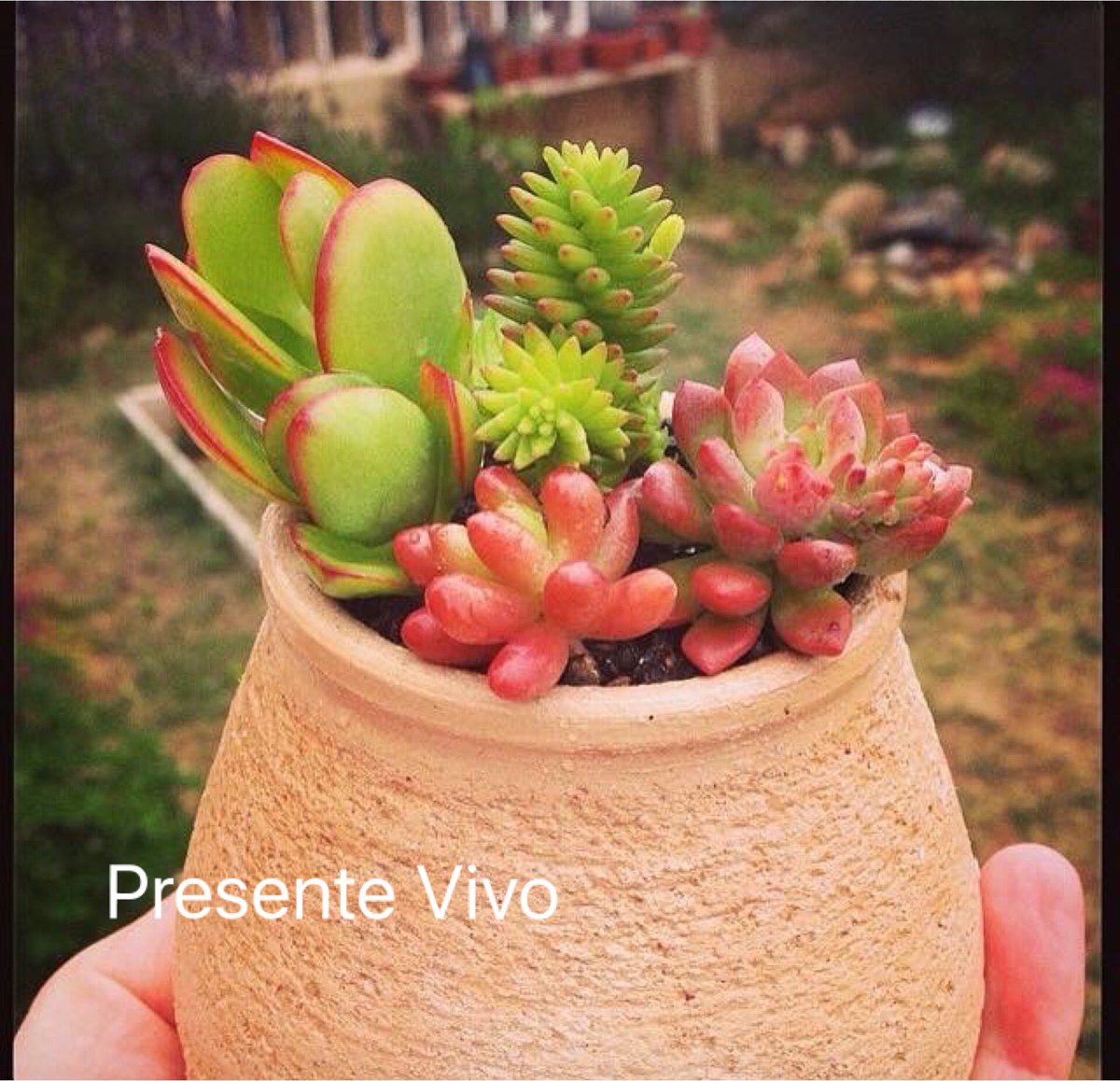 PresenteVivo's tweet photo. Nuevas creaciones en Presente Vivo @JimenezCangas https://t.co/ugPRXT5LPD