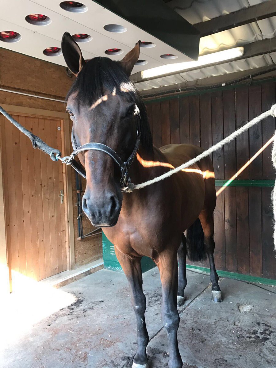 NilsVilainRider's tweet photo. Régent se fait beau pour les #MasterProFFE !
Nous sommes tous très motivés 🍀🙌🏼
Programme et résultats ▶️https://t.co/tMCKbsN19a https://t.co/ChKmn2v4yC