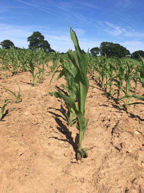 Wizardmaze13's tweet photo. The Maize is growing.... https://t.co/brifyaoAP5