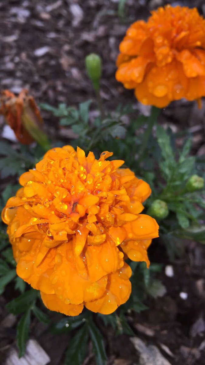 GirlHealthy's tweet photo. good m🌼rning ☀️ sun's out, skies are clear. wake up and smell the flowers💦 how do you plan to conquer the day?💪🏼 https://t.co/pvmLAvt1jb