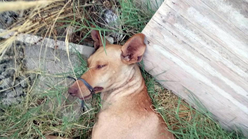 guardiacivil's tweet photo. ¿Conoces al💀💩que abandonó atada y amordazada a "Esperanza" en Níjar #Almería?
⬇️⬇️
☎️062
Juntos lo encontraremos
https://t.co/nInfiZ5Wyu … https://t.co/I2VbjW66kO