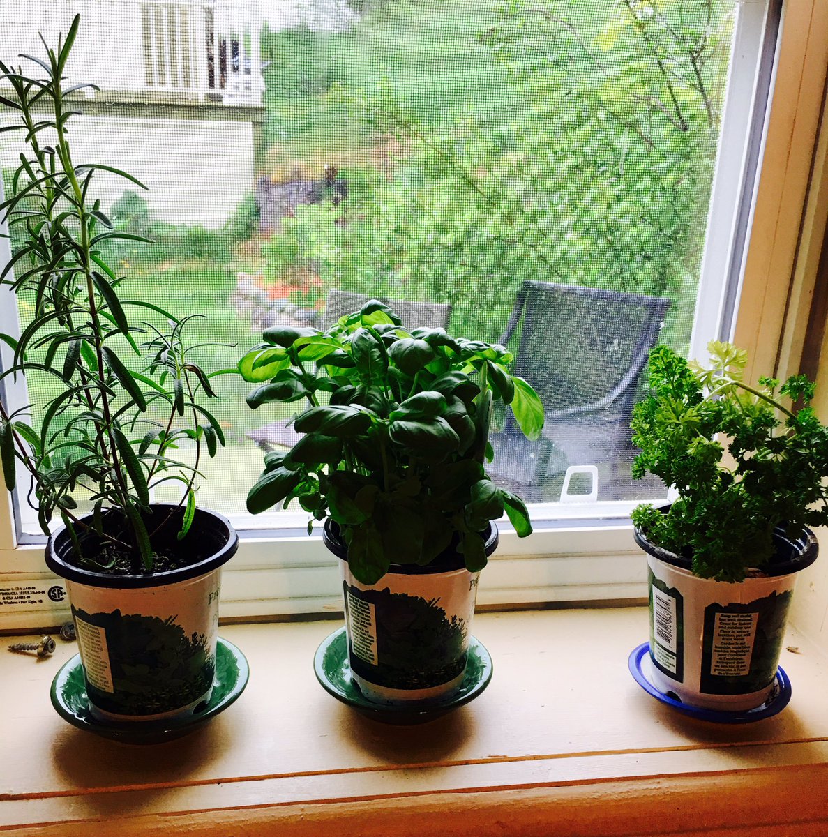 Aschoonerinn's tweet photo. Nurturing  the tiniest of gardens can also nurture one s soul 

#herbs #MyKitchenWindow   #BandB #TimeToTransplantOutdoors https://t.co/2jpxIXPted