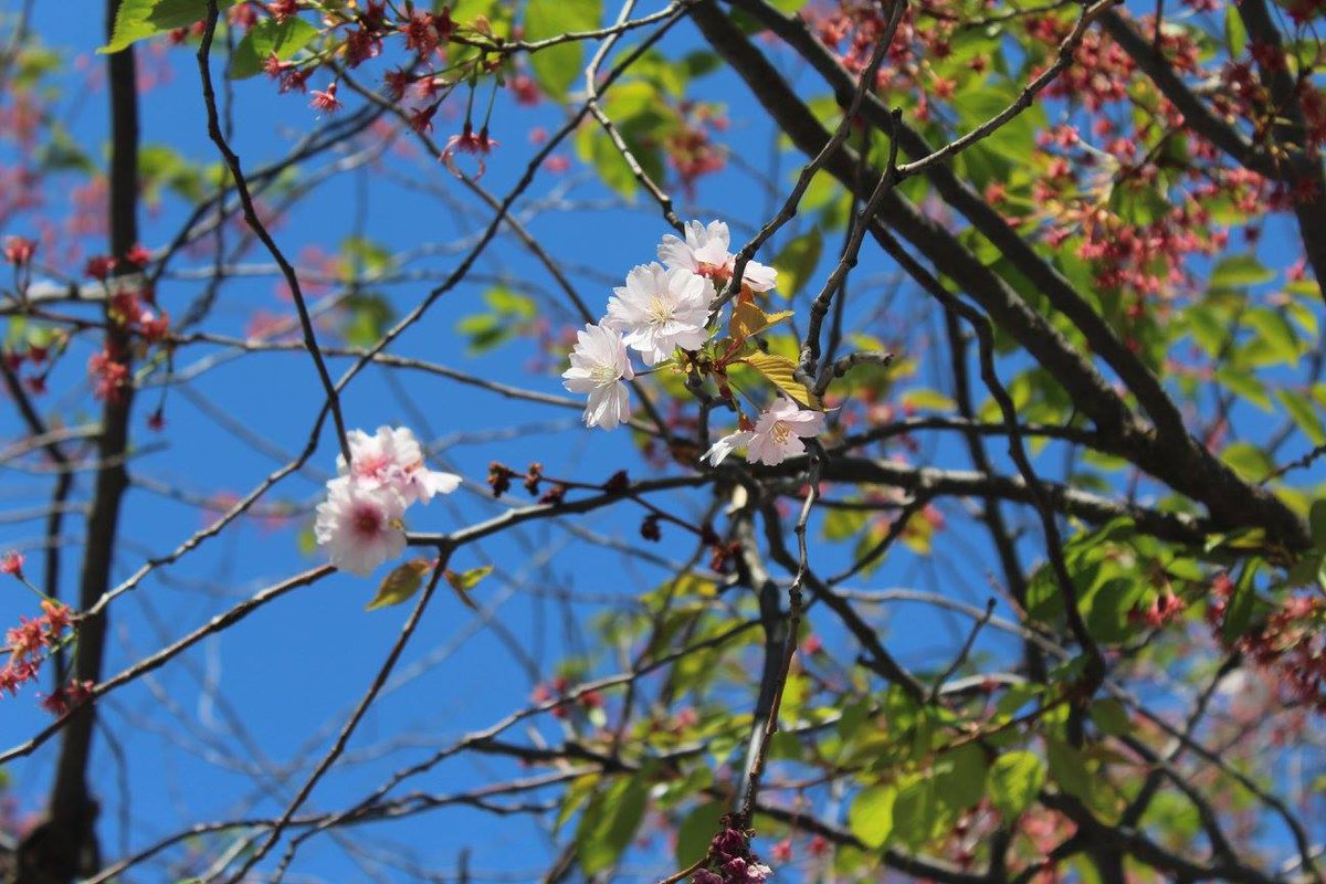 Usein kysyttyä -sivumme on päivitetty. Sen myötä aurinkoista kesää kaikille! #taidesuunnistus #Tampere #Pirkanmaa taidesuunnistus.net/2017/06/21/mik…