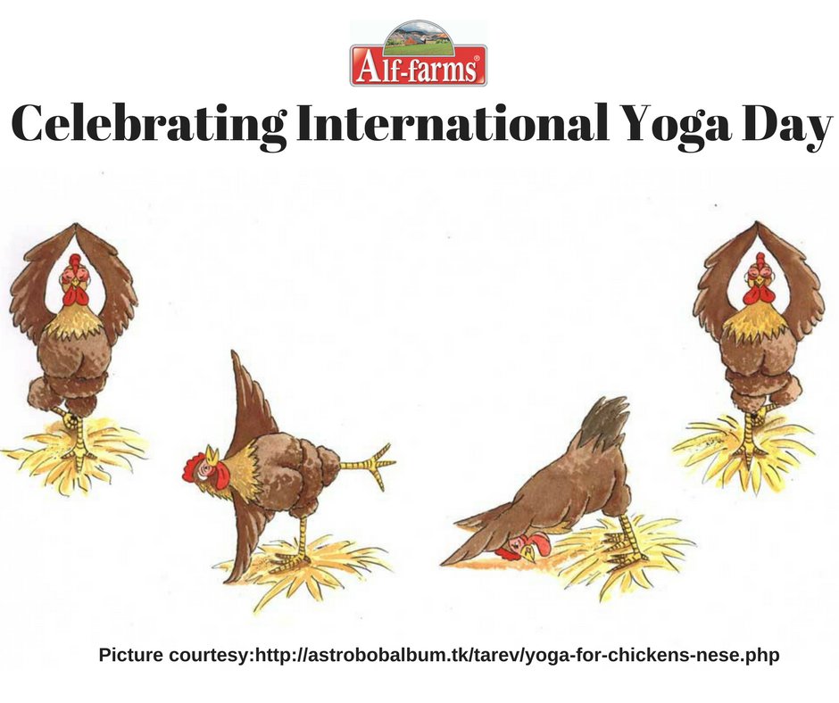 alffarms's tweet photo. Chicken Yoga is the trend! Have you tried it! #AlfFarms #Alffarms  #yogaforeveryone https://t.co/FHy7QVQ5ZE