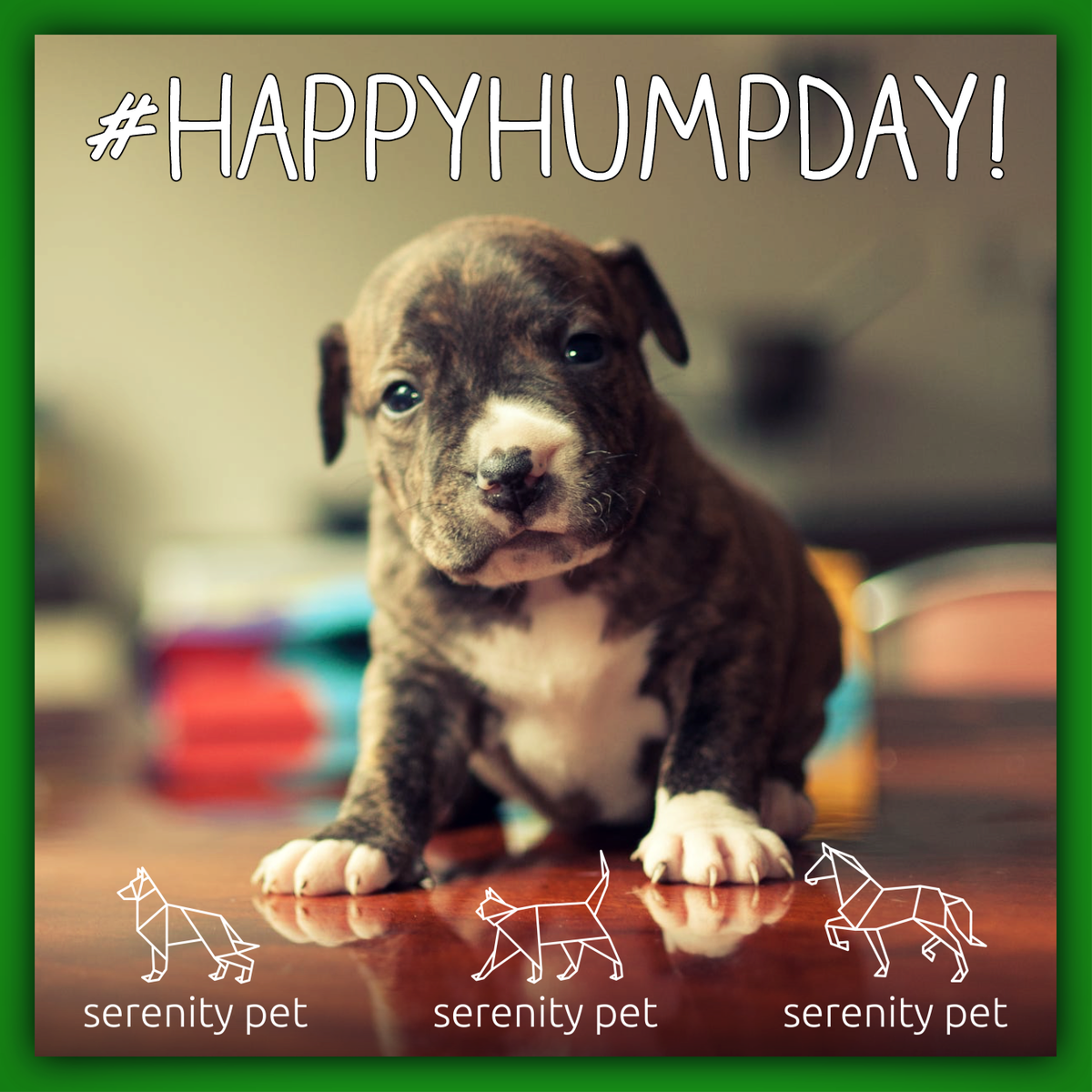 serenitypet's tweet photo. #HappyHumpDay everyone! What a gorgeous week we're having!

https://t.co/pFCEuA40jx

#HumpDayHappiness  #HumpDayMotivation #HumpDay https://t.co/OLagyWsw0f