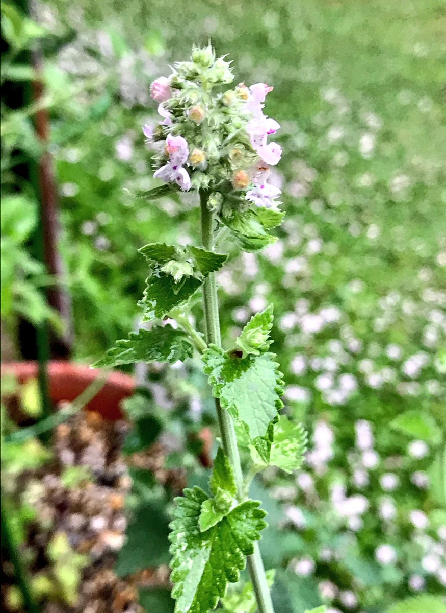 Lehua トラ息子用に育てている ニャンコが好きなハーブ キャットニップ 挿し芽で増やした方にも花芽が と思っていたら 旅行で留守中に白い小さな花が咲いていた このハーブ 挿し芽で簡単に増やせたけど 種でも増やせるかな キャットニップ Lehua トラ息子用に育てている ニャンコが好きなハーブ キャットニップ 挿し芽で増やした方にも花芽が と思っていたら 旅行で留守中に白い小さな花が咲いていた このハーブ 挿し芽で簡単に増やせたけど 種でも増やせるかな キャットニップ