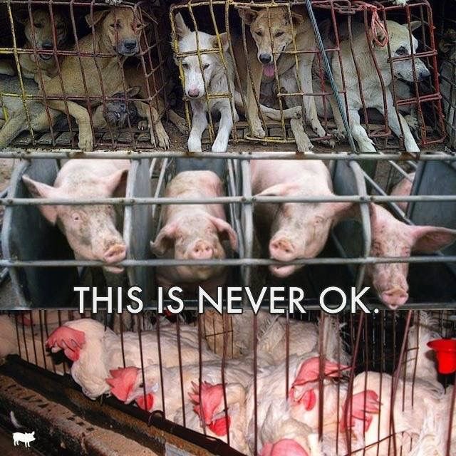 TheHumaneLeague's tweet photo. RT if you agree. https://t.co/60The4fCdz