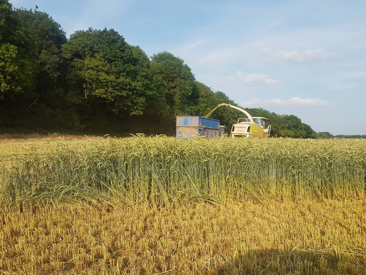 AgbagUK's tweet photo. Now underway with the wholecrop. Rye corn for a digester. Visit https://t.co/mWRgE1pQON to see how we can help you! #AgBag #Harvest2017 https://t.co/rjcnJwOnkf