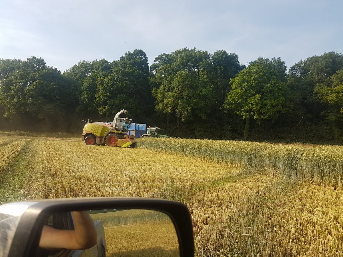 AgbagUK's tweet photo. Now underway with the wholecrop. Rye corn for a digester. Visit https://t.co/mWRgE1pQON to see how we can help you! #AgBag #Harvest2017 https://t.co/rjcnJwOnkf