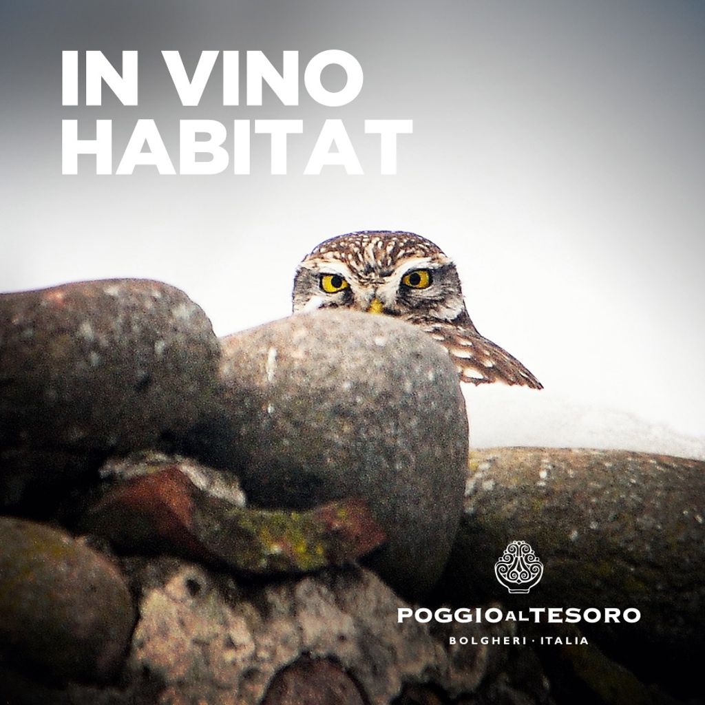Non vivo soltanto di notte per vedere il sole che scalda le vigne. 
#poggioaltesoro #INVINOHABITAT #natura #nature #ambiente #enviroment
