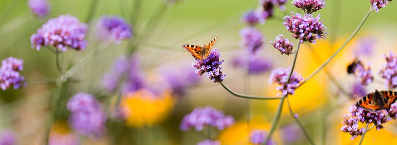 OpenviewLand's tweet image. Visit openviewlandscapes.co.uk/blog  our latest blog is all about the Birds and the Bees! #blog #landscape #garden #design