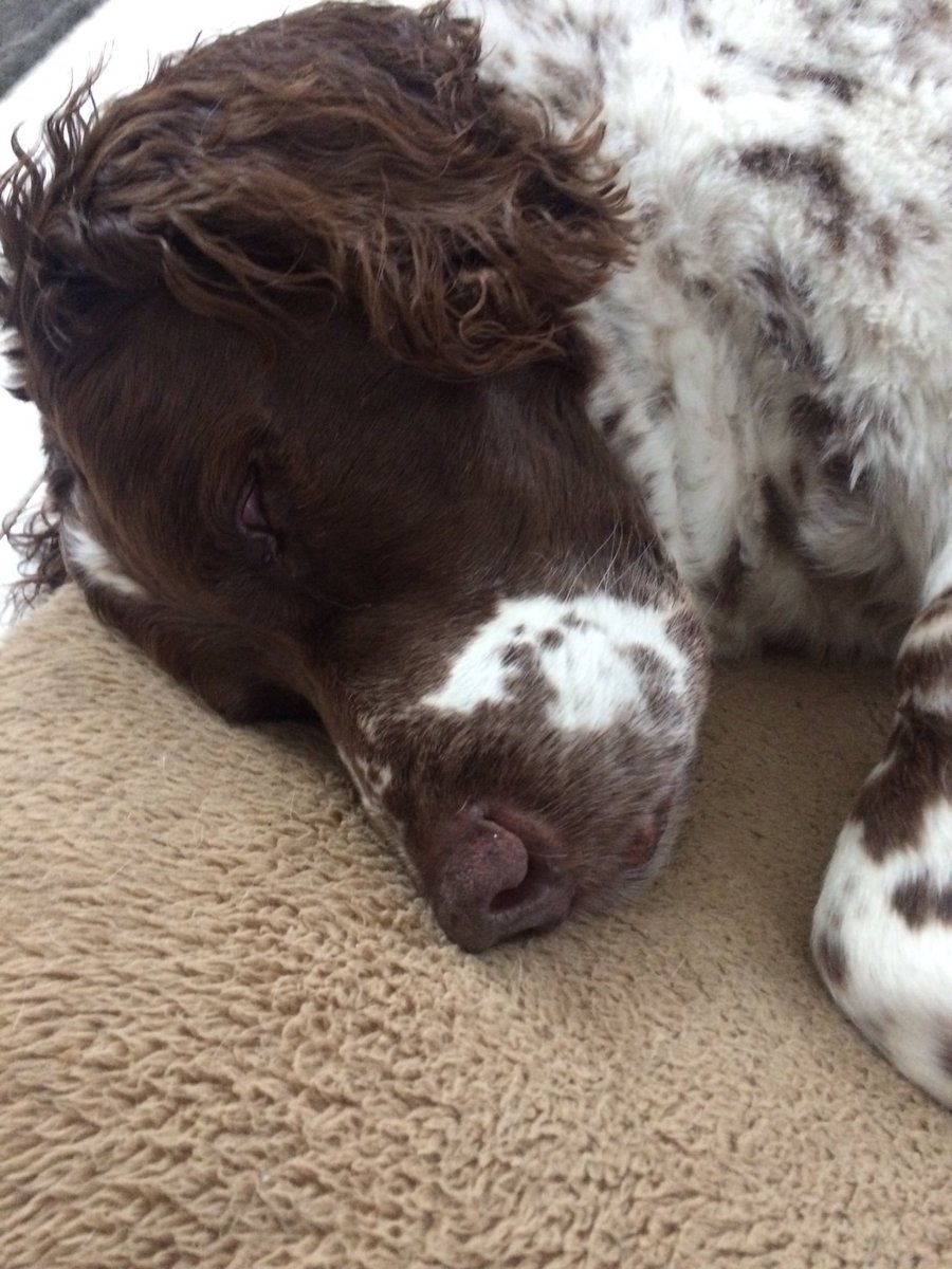 _foranimals's tweet image. Just chilling ❤