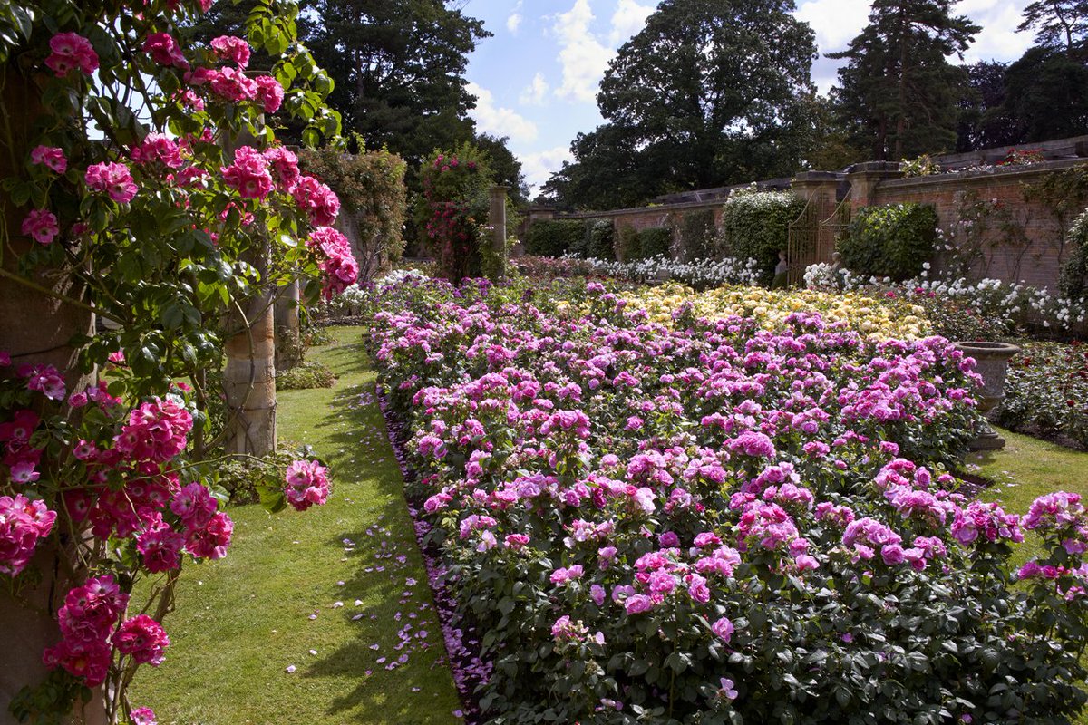 hevercastle's tweet photo. The roses are coming into full bloom. Gardeners' World card holders - visit before 'Hever in Bloom' next week - restrictions apply. #GW2for1 https://t.co/2FxutRsZtM